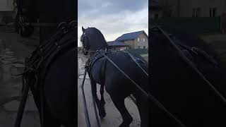 @horsearabian7183 @DaHorseOner #stallion