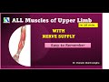 Nerve Supply of Upper Limb Muscles
