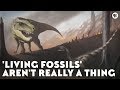 Evolutionary Concepts and Living Fossils