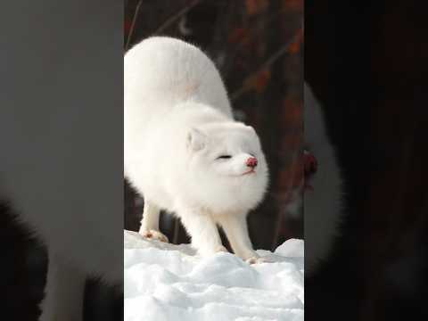 Have you ever seen a cuter morning stretch? 😍Arctic fox in it's winter coat ❄️