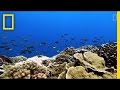 Coral Bleaching and Climate Change Quiz