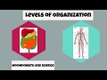 Exploring the Hierarchy of Biological Organization