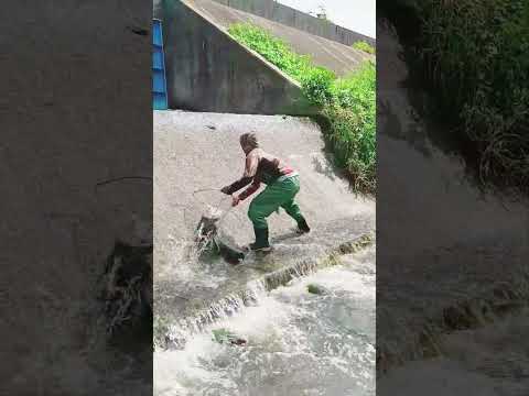 Pagbukas ng DAM maraming ISDA ang nahulog #fishingtips #fishingtechniques #amazing
