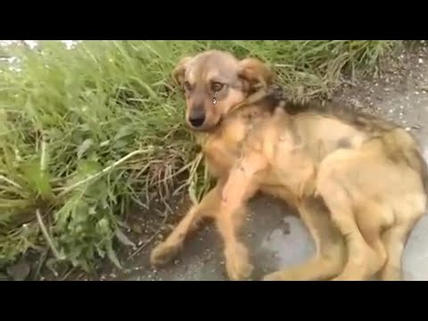 "Help me, please" He collapsed on the roadside, crying but thousand passerby no one want to help! 💔