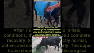 Follow up case of cesarean section in cow l dr Umar Khan