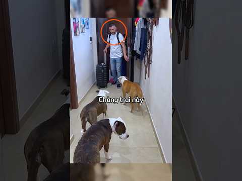 Chàng trai giả vờ bỏ rơi những chú chó và cái kết #shorts