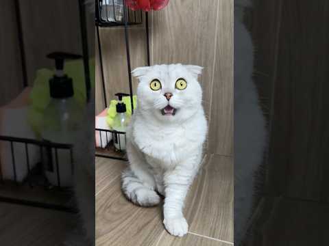 Are your cats the same? 🥲 #cat #cats #funny #pets