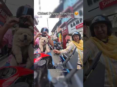 Cute Aunty Reaction 😍  #shortsfeed #puppy #bikelover #motovlog #motorcycle #ytshorts
