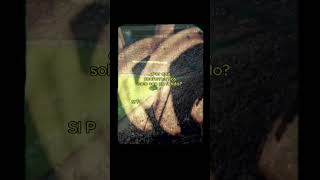 Volvamos ha hacerlo aún más grande. 📸:@GolSur1907 #football #betis #ultras