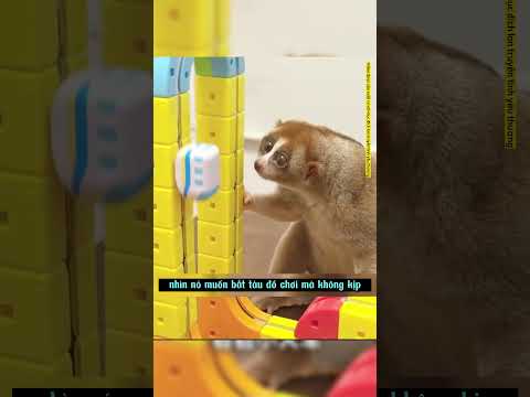 Con vật kỳ lạ lại dễ thương #animals #dongvat #pets #reviewphim #reviewvui #phimhay #cute #panda #f