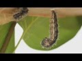 Butterfly Life Cycle and Behavior