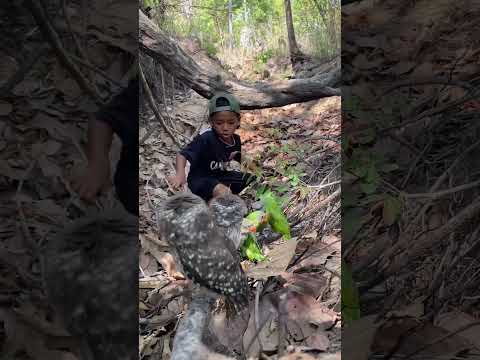 A boy walks and meets many beautiful animals.part1#shorts #parrot #fyp #eagle #birds #animals #love