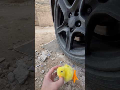 لكيت الكتكوت الساحرة جوه سياره 😱💔 #اكسبلور_explore #funny