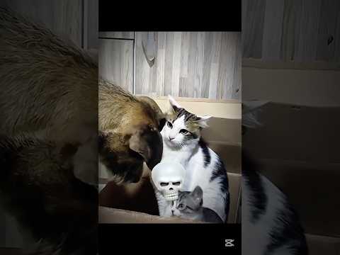 Mother cat protection β οΈ