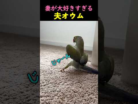 妻が大好きすぎる夫オウム