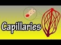 Understanding Capillaries