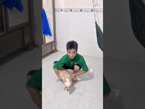 Có chuột kìa và cái kết #shorts