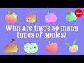 Apple Breeding Concepts and Challenges