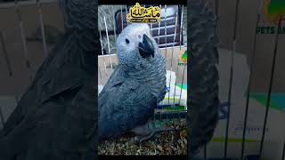 Grey Parrot Chicks |Grey Parrot |Short