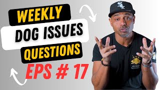 Bulletproofk9s dog trainer obedience protection tactical training tips and tricks weekly QnA EP17
