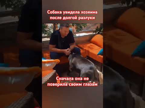 Как же они умеют ЛЮБИТЬ ❤️❤️❤️ #собака #любовь #топ #шортс #animals