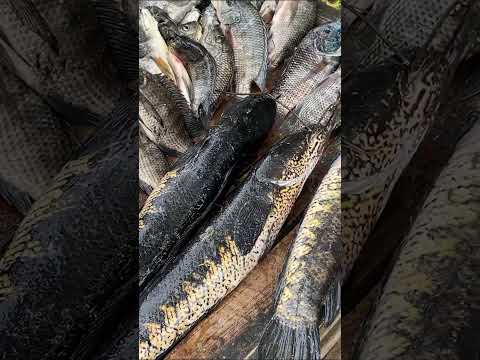 Best Village Fish Market In Sri Lanka