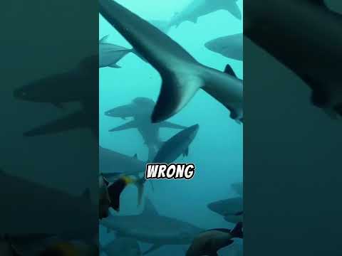 Why You Should NEVER jump into the sea