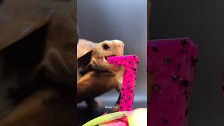 Don't eat Dragon fruit 😨 || #shorts