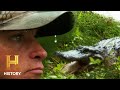 Alligator Hunting in the Rain