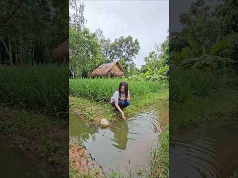 หลังฝนตกฝูงปลาตัวเล็กๆเยอะมาก​ต้นข้าวกำลังงาม​สดชื่นยามเช้า​