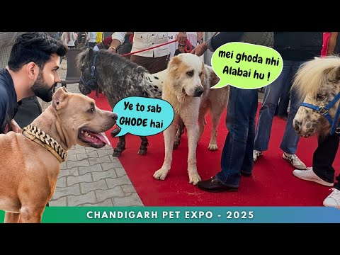 Bully🐶hua confuse PONY aur ALABAI ko dekh kr | Chandigarh Dog show