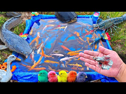 Mancing ikan cupang warna warni, ikan lele, ikan hias, ikan koi, ikan mas, kura-kura, bebek.part760