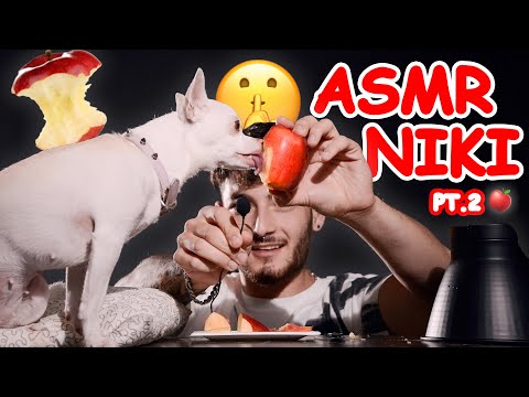 ASMR of a Niki the mad chihuahua eating an Apple?!? | PT.2