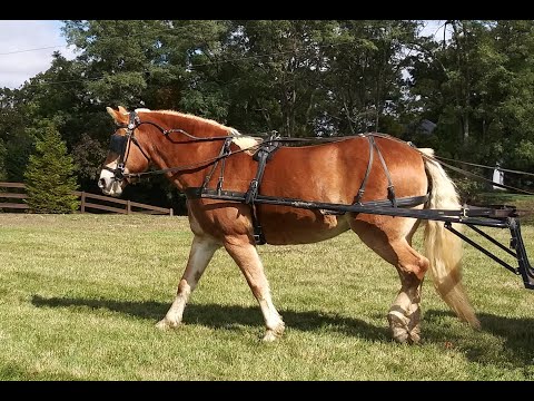 Amish Haflinger Horses For Sale - 09/2021