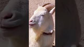 സ്വപ്നം കാണാറുണ്ടോ നീ...... 🤪 # viral shorts # fun # short videos