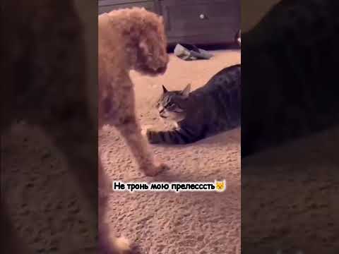 Найди себе другую собаку: хорошие коты все немного собственники #смешно  #юмор #кошки #cat #animals