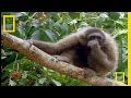 Gibbons and Their Agility