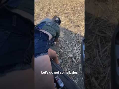 Let’s tag some calves