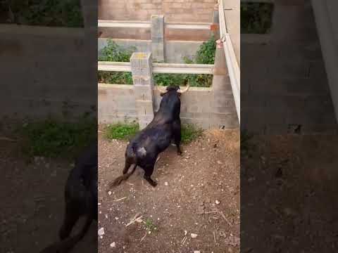 Vaya pieza de toro 😲🐂