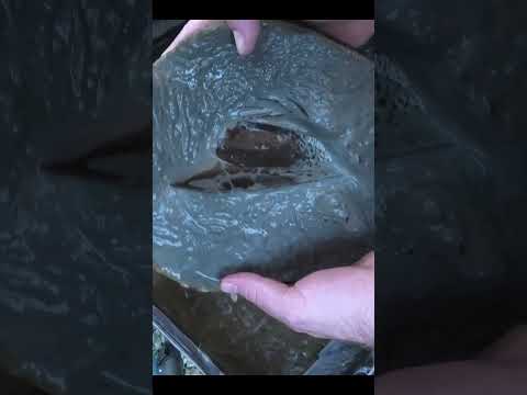 Fossil penguin throwback - my best fossil discovery #fossil #rare #penguin #science