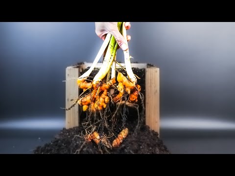 Turmeric Plant Growing Time-lapse Part 2: Harvesting