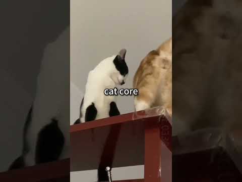 Cat Core 2😂😂#cat #funny #shorts