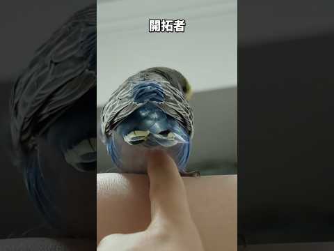 【鳥定期#89】ちょっかいかけてみた #インコ #鳥 #かわいい #ペット