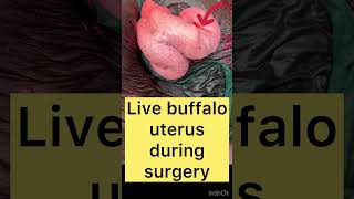 Demonstration of live uterus l buffalo uterus
