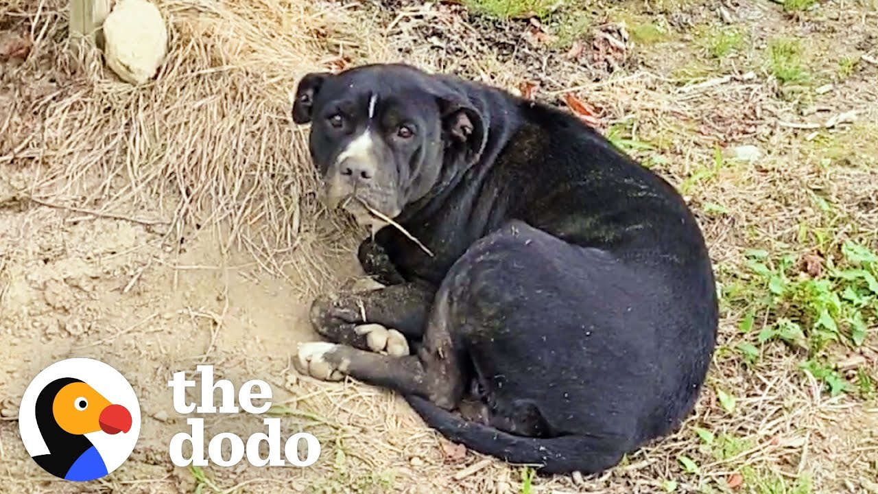 Woman Spots An Injured Pittie In A Blueberry Field, And Then