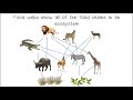 Exploring Food Chains and Energy Flow