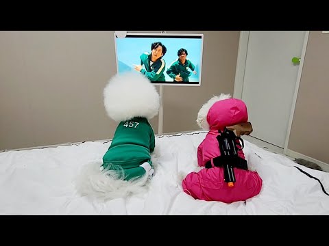 오징어 🐶임 squid game