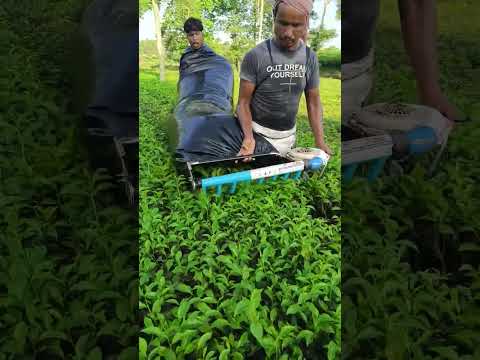 tea leaf cutting machine #shortsvideo #youtube #youtuber#youtubeshorts #tranding #shortsfeed