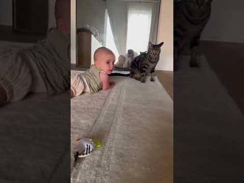 PROOF THAT CATS ARE NOT THE PROBLEM! #viralvideo