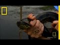 Anaconda Tracking and Breeding
